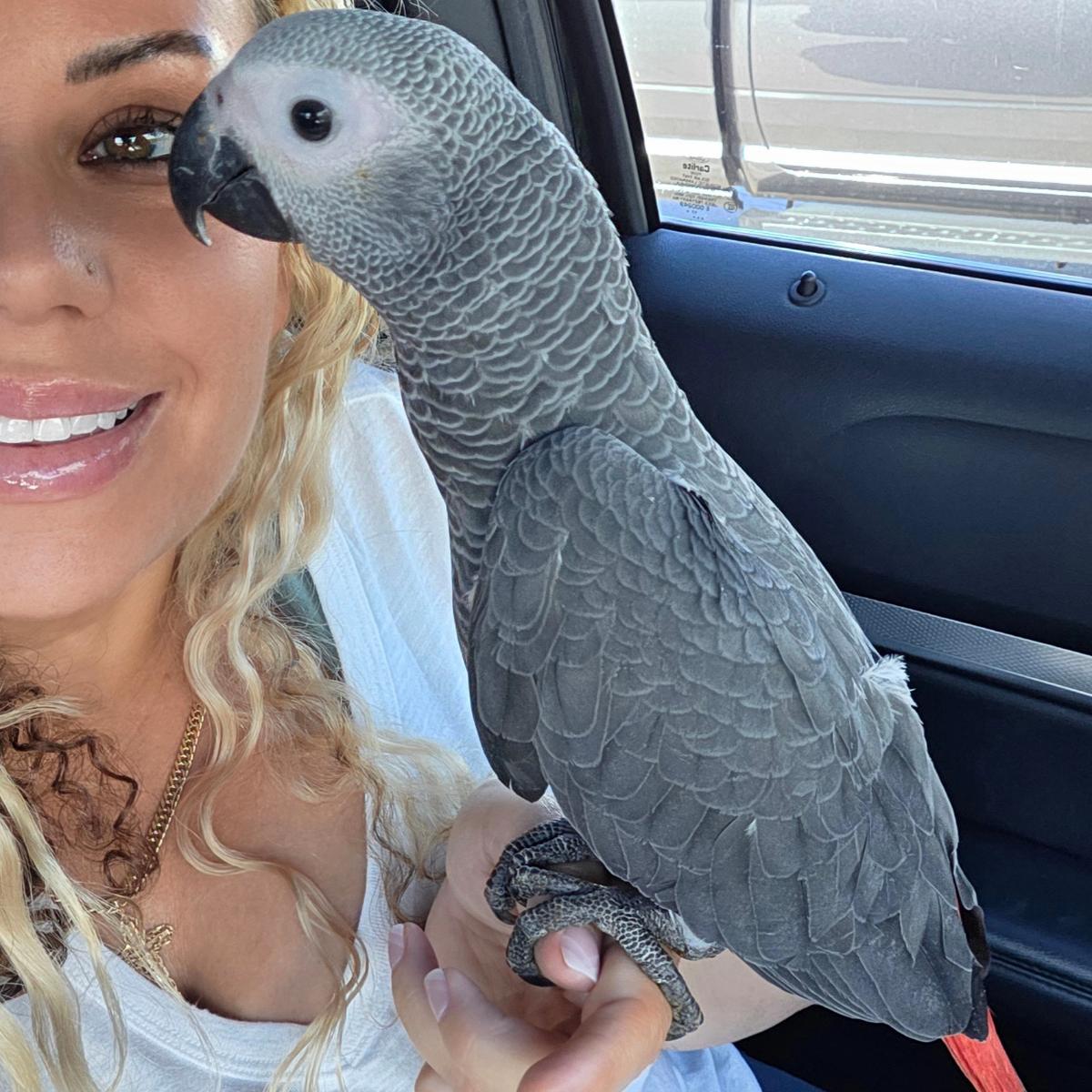 Congo African Grey Parrot