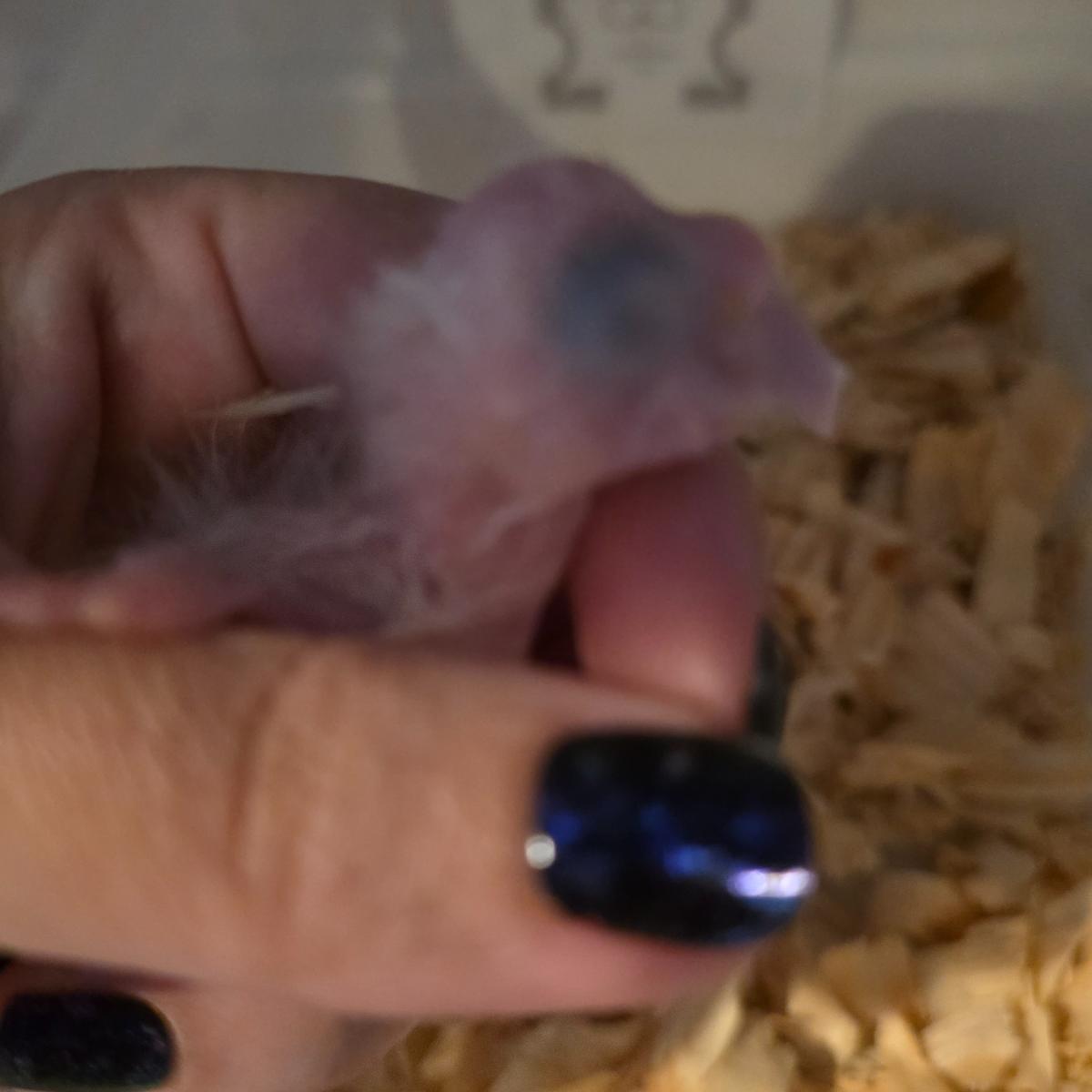 Scarlet Macaw photo 2