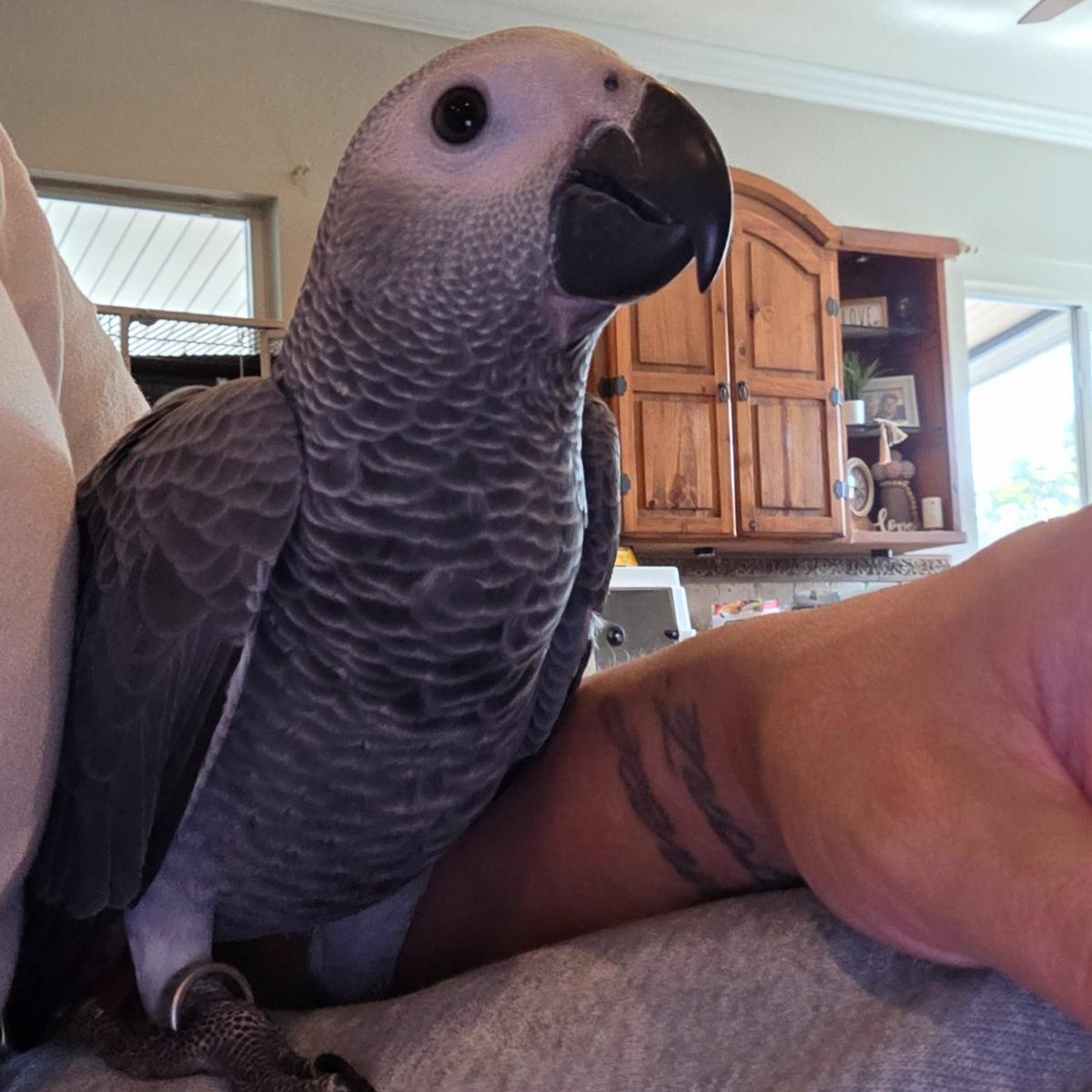 Congo African Grey Parrot