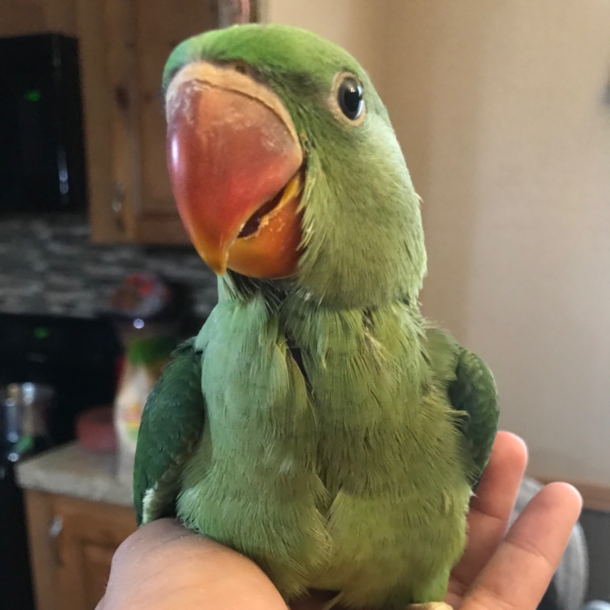 Alexandrine Parakeet