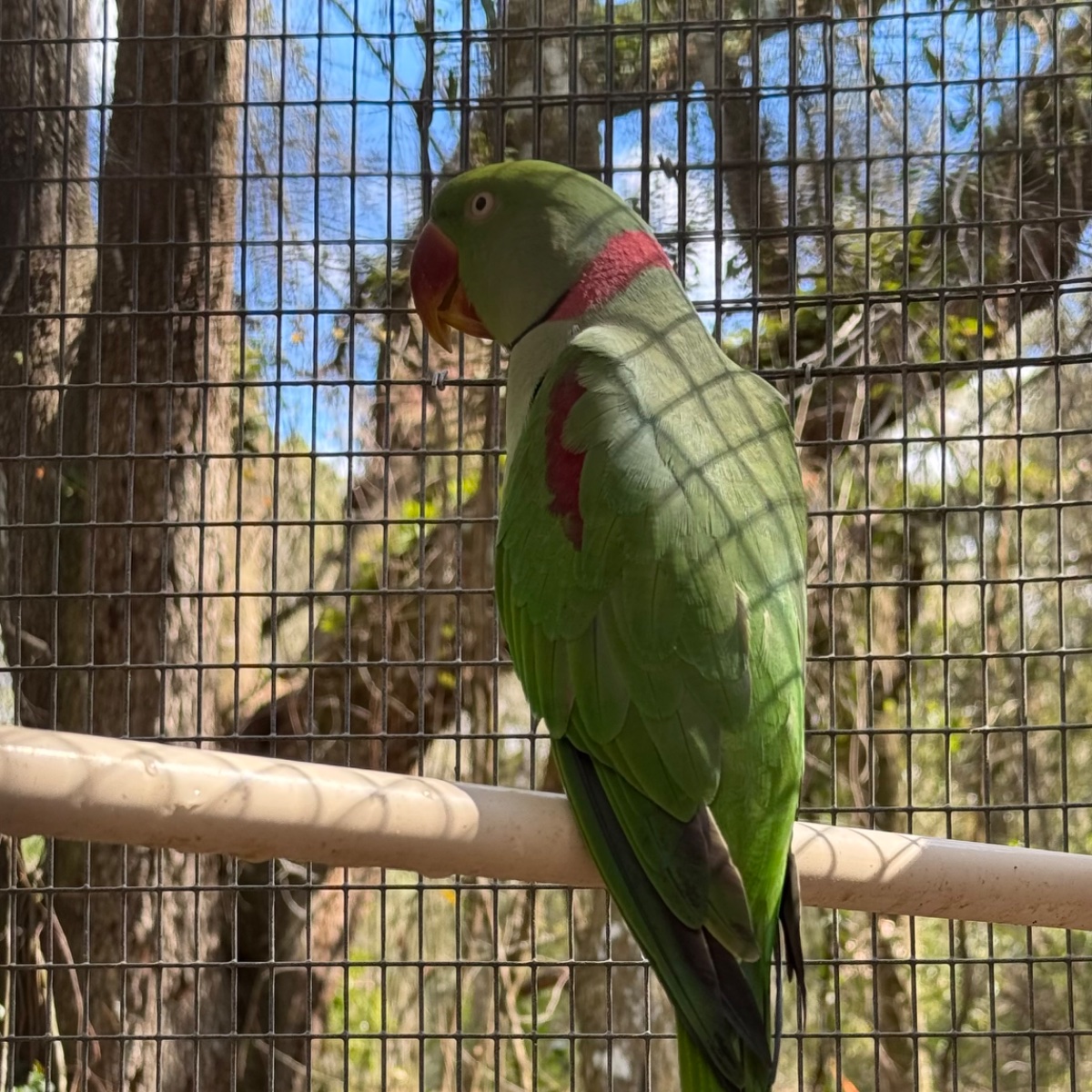 Alexandrine Parakeet photo 3