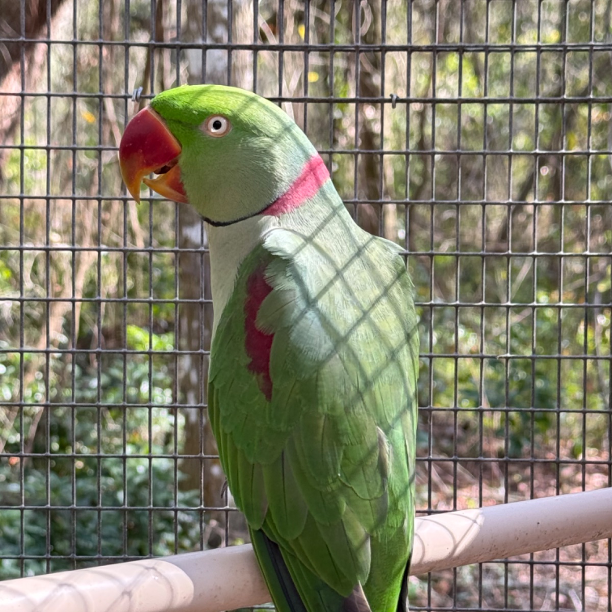 Alexandrine Parakeet photo 2
