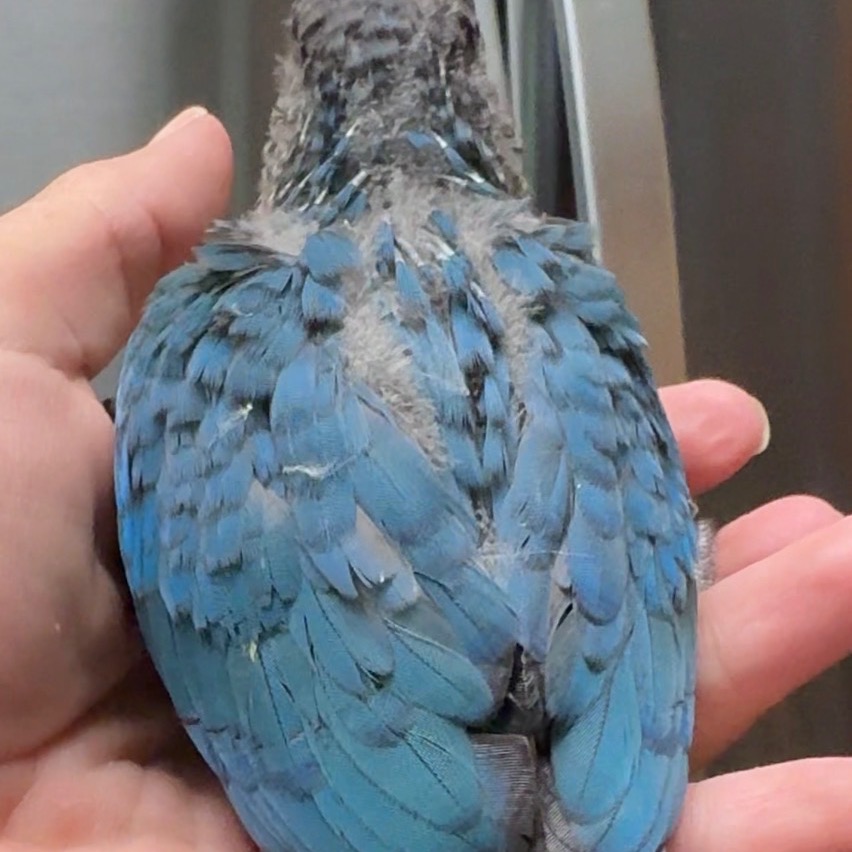 Green Cheek Conure photo 2