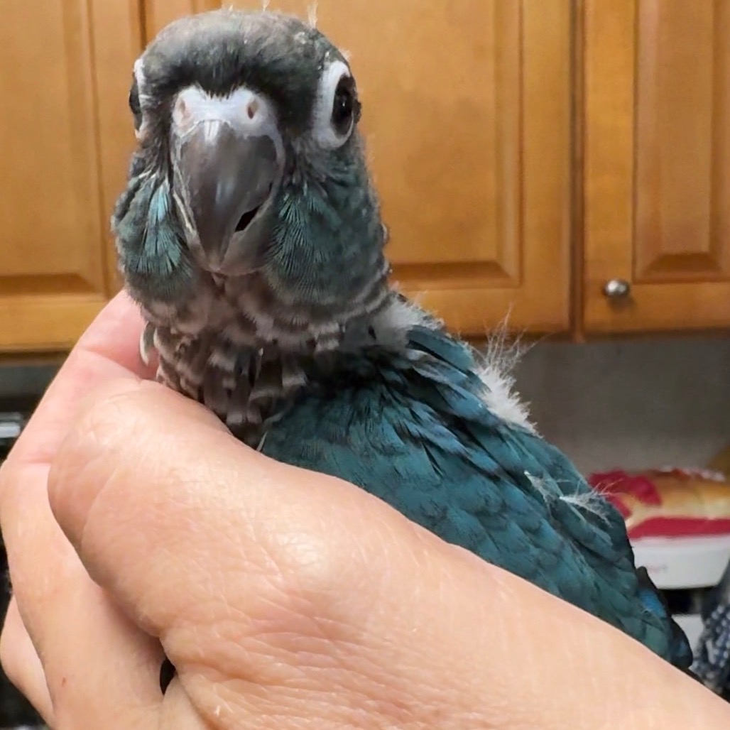 Green Cheek Conure photo 3