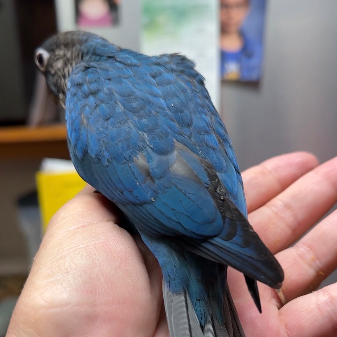 Green Cheek Conure photo 2