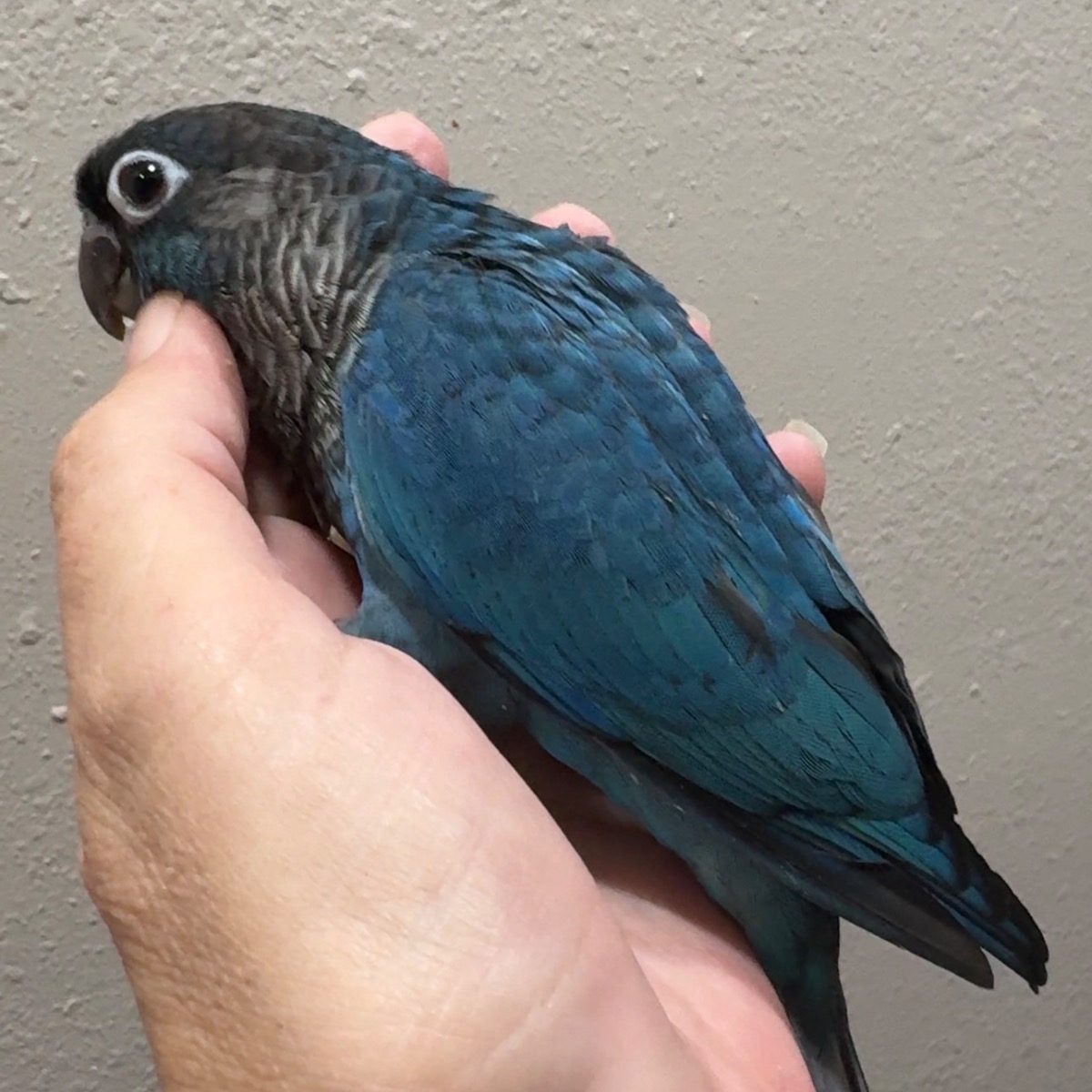 Green Cheek Conure photo 3