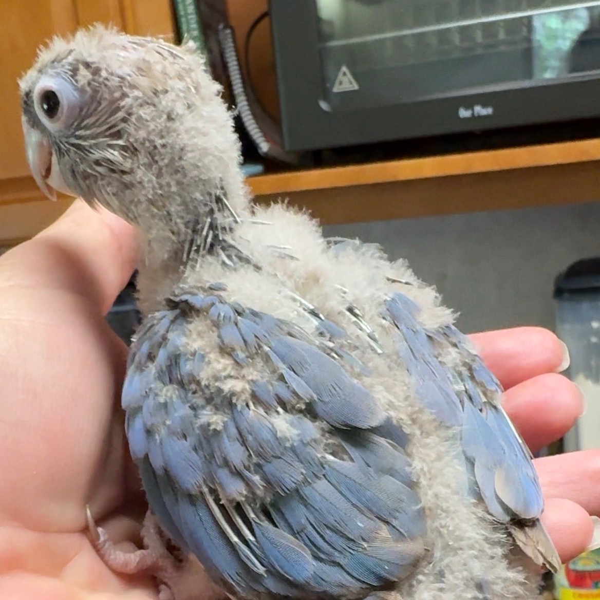 Green Cheek Conure photo 2