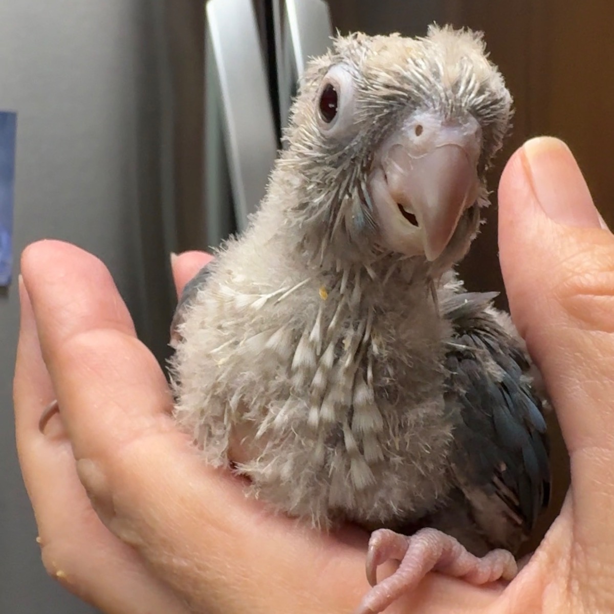 Green Cheek Conure photo 3