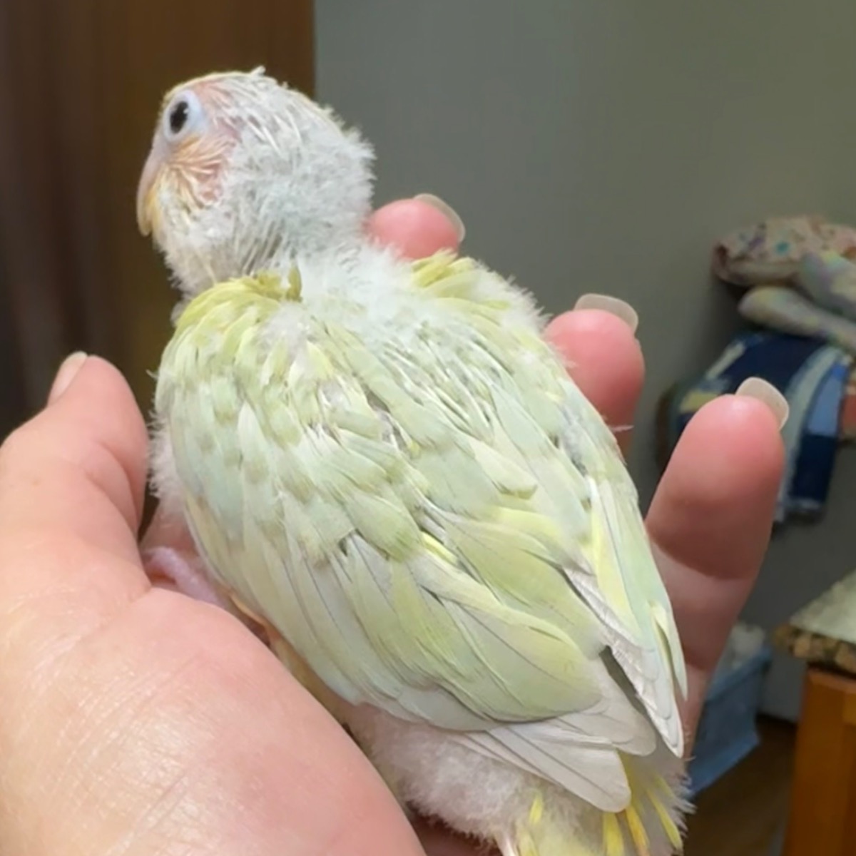 Green Cheek Conure photo 2