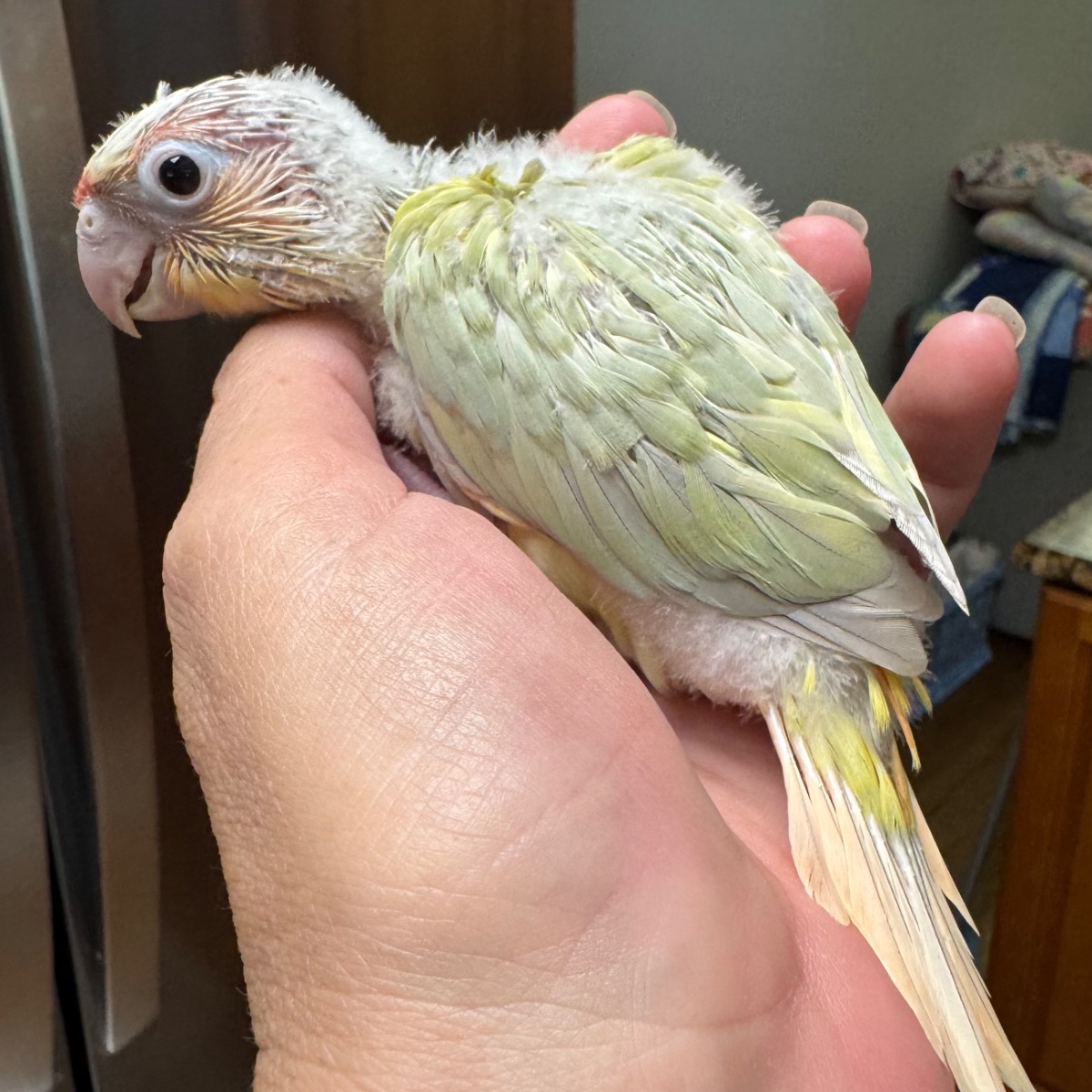 Green Cheek Conure photo 3