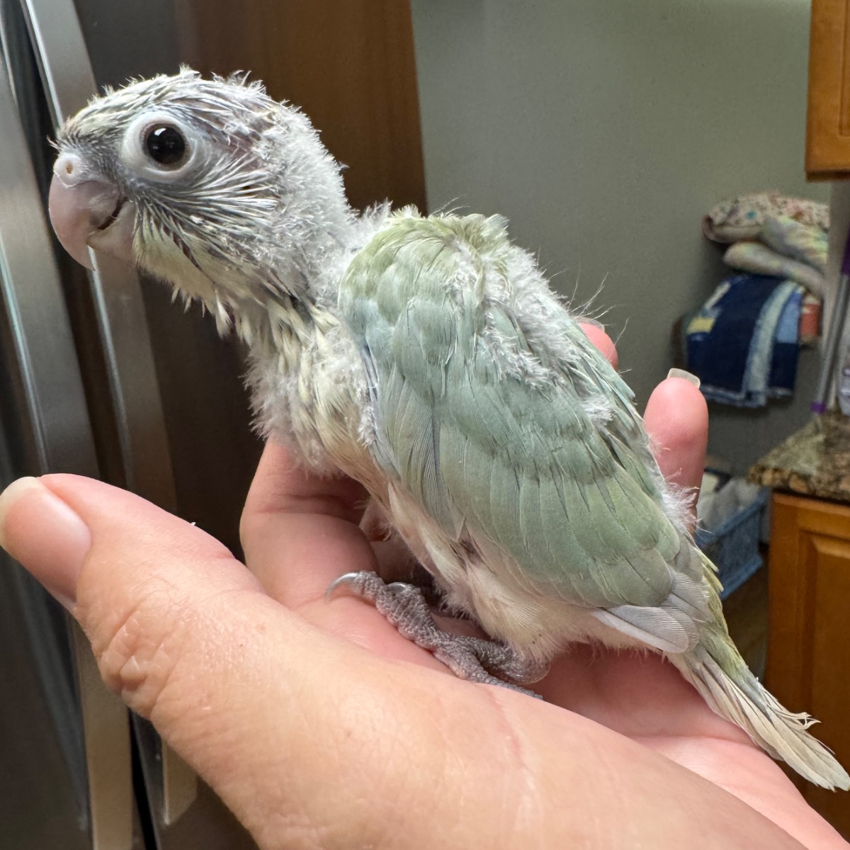 Green Cheek Conure photo 2