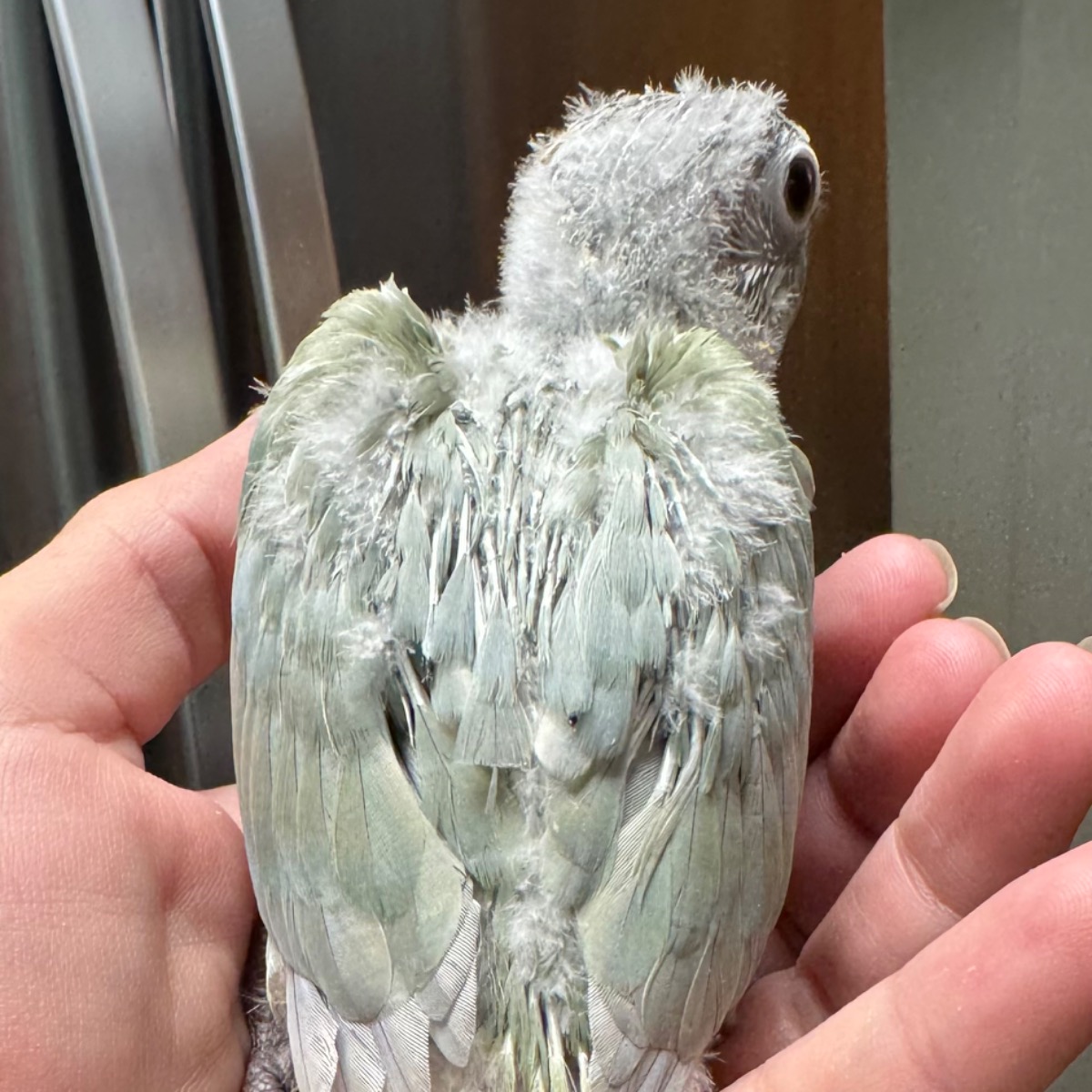 Green Cheek Conure photo 3