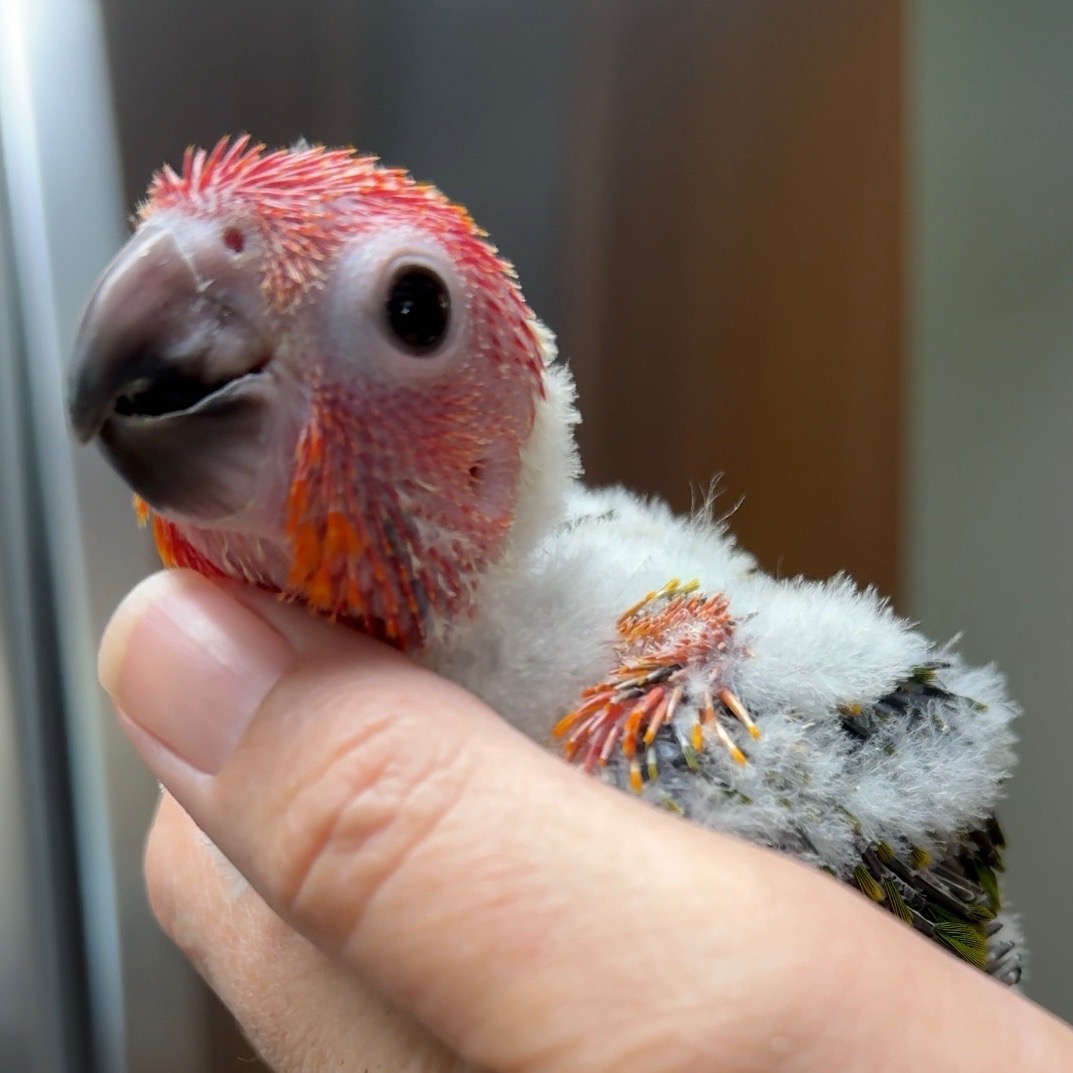 Sun Conure photo 2