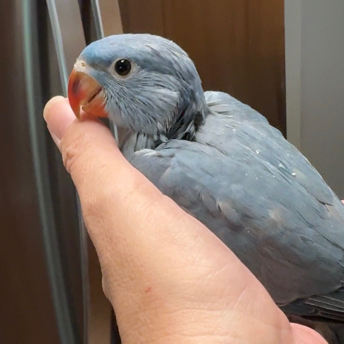 Indian Ringneck Parakeet