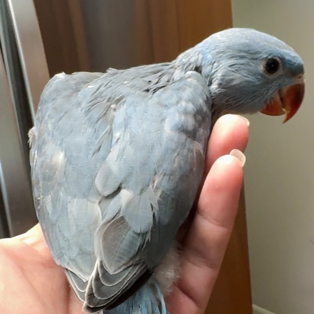 Indian Ringneck Parakeet photo 2