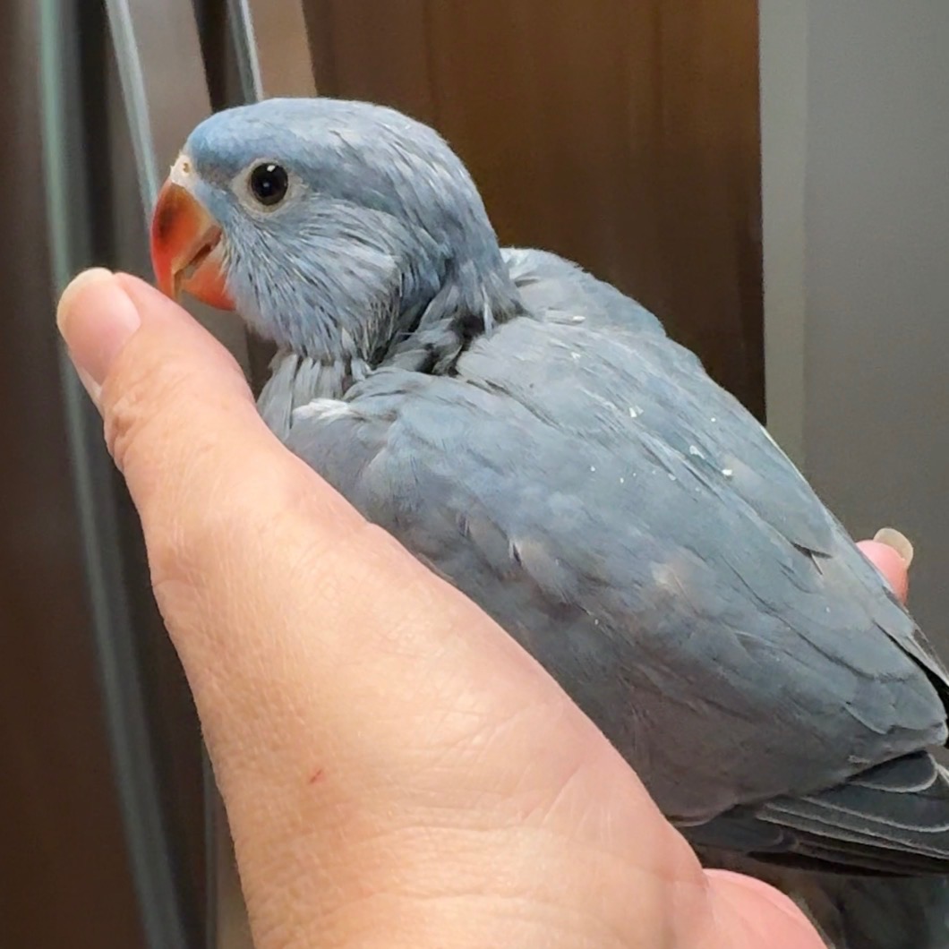 Indian Ringneck Parakeet photo 3