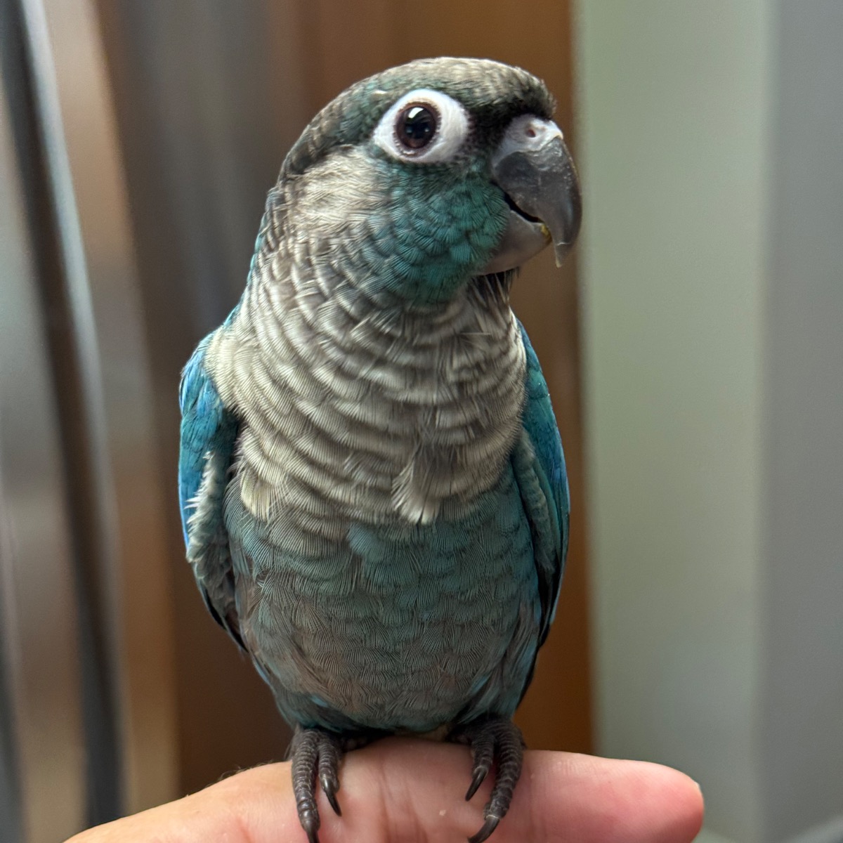 Green Cheek Conure photo 2