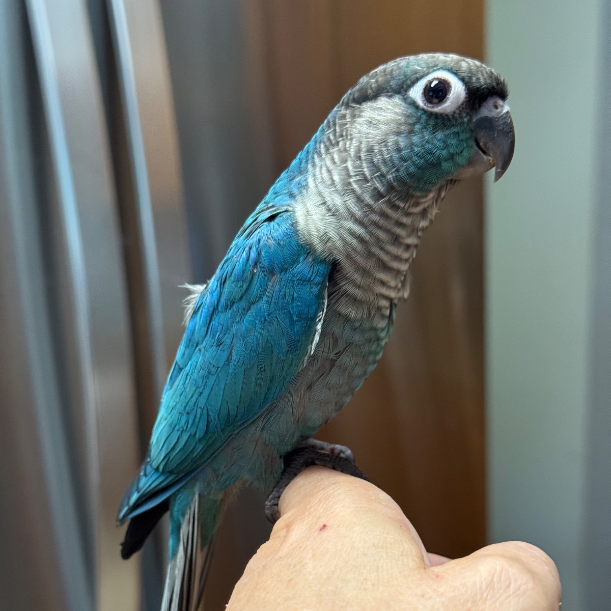 Green Cheek Conure photo 3