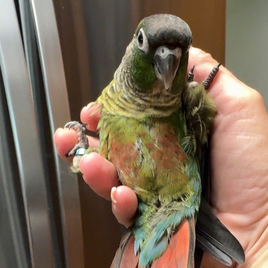 Green Cheek Conure