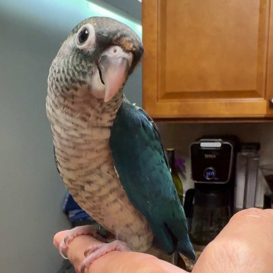 Green Cheek Conure