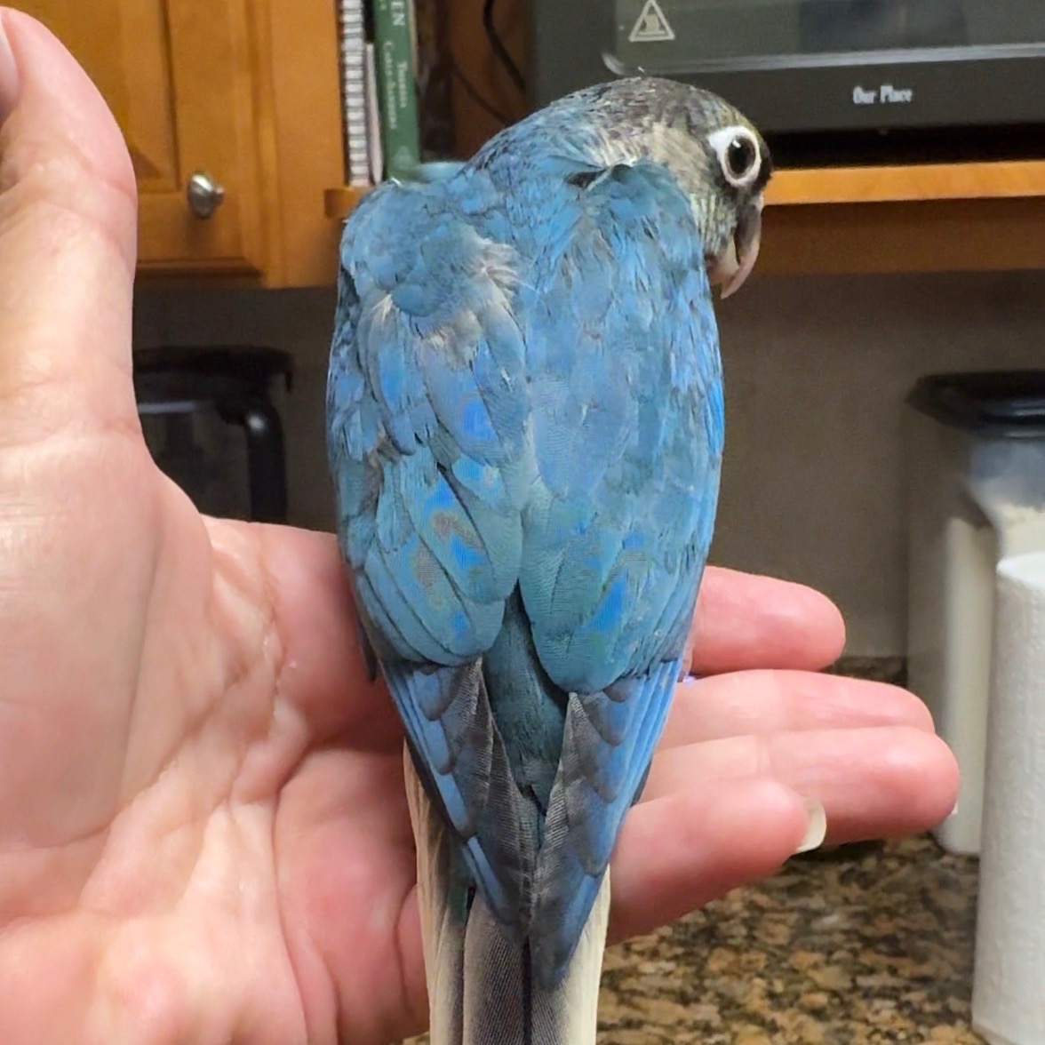 Green Cheek Conure photo 2