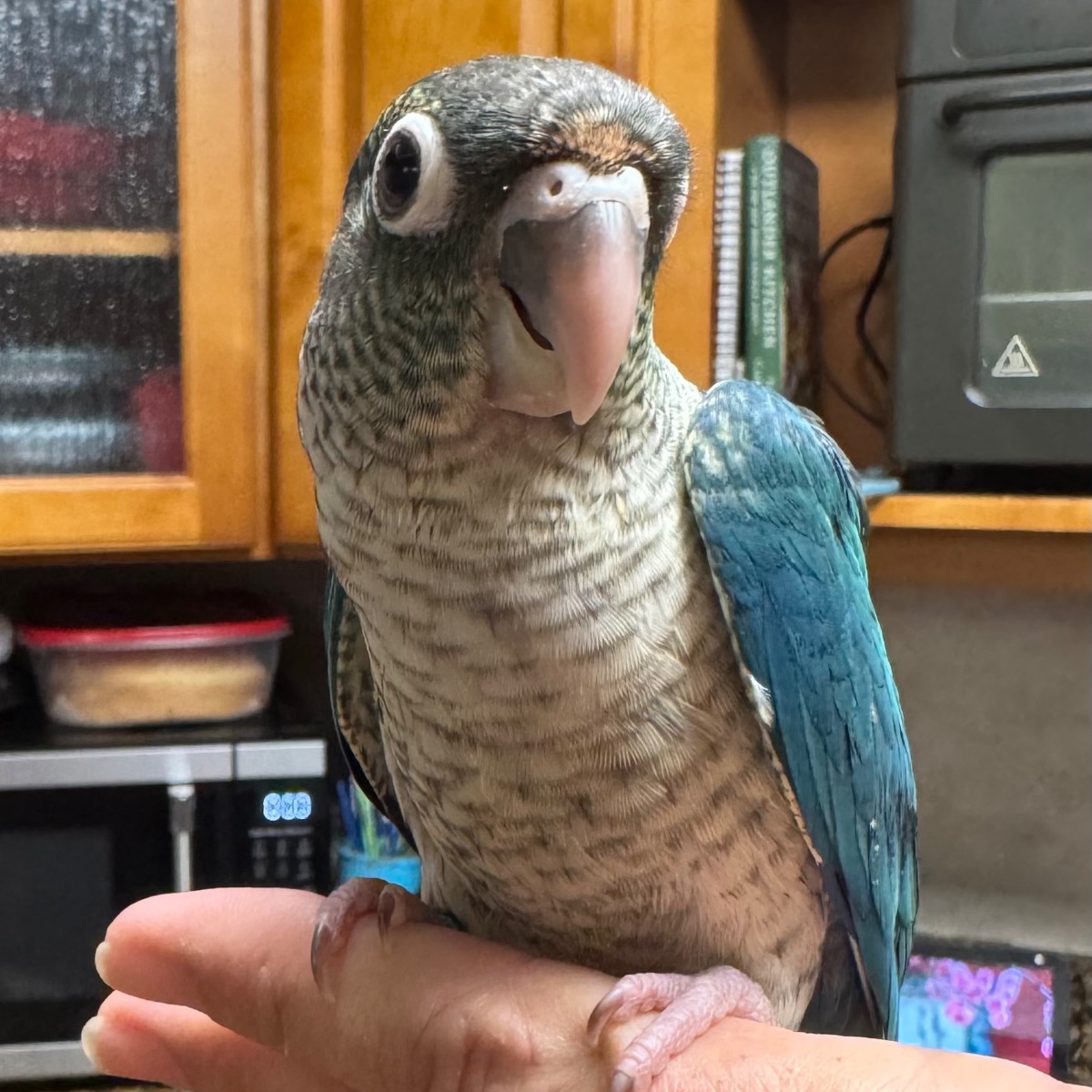 Green Cheek Conure photo 3