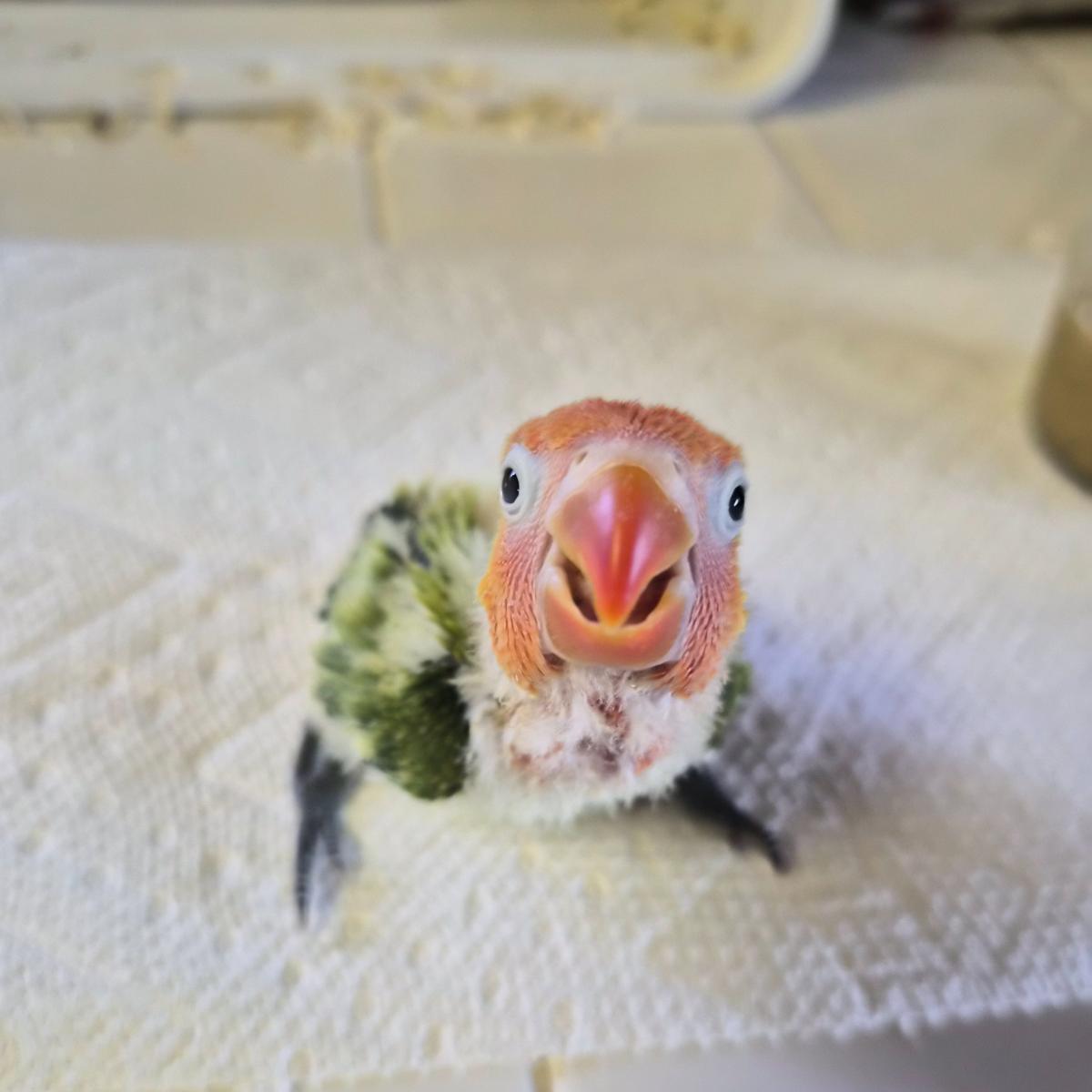 Fischer's Lovebird photo 2