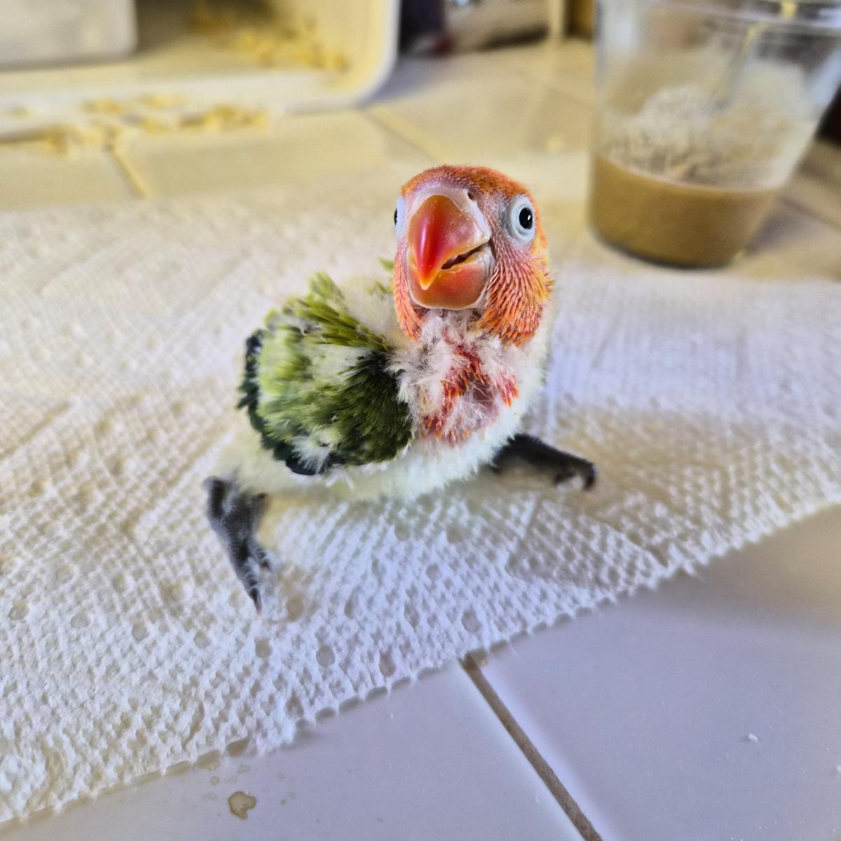 Fischer's Lovebird