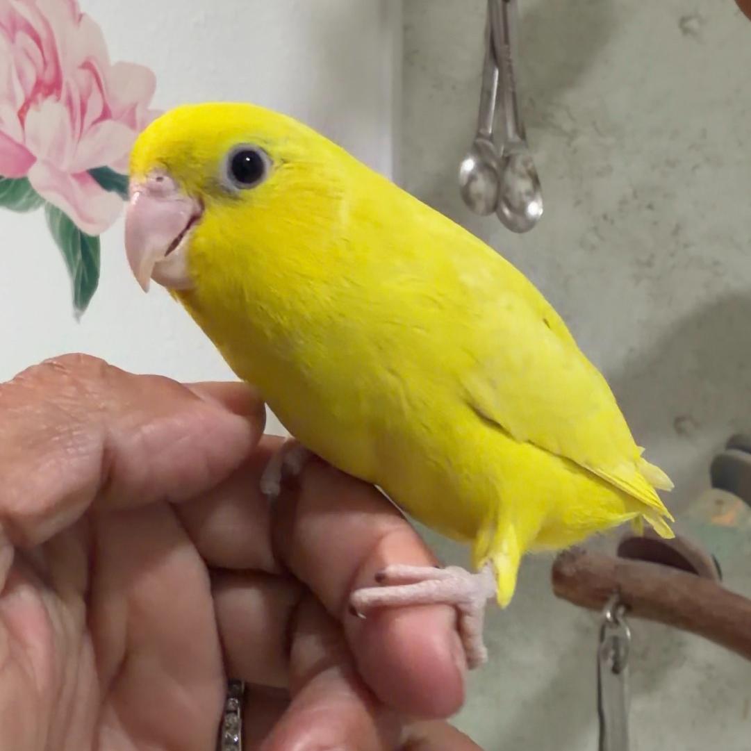 Pacific Parrotlet photo 2