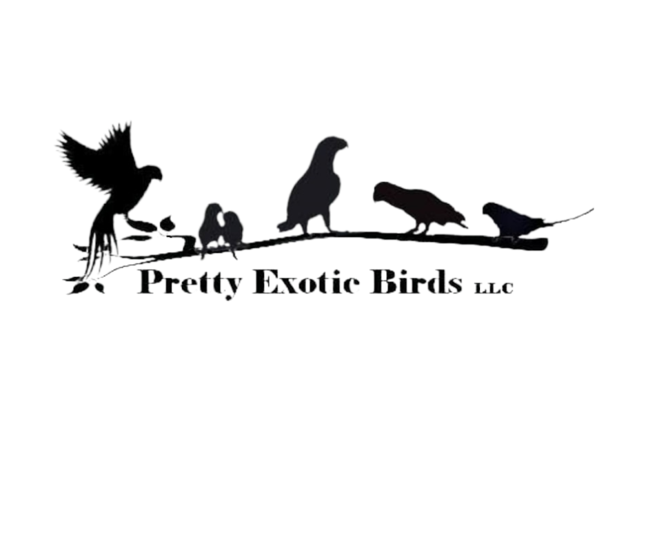 Pretty Exotic Birds LLC