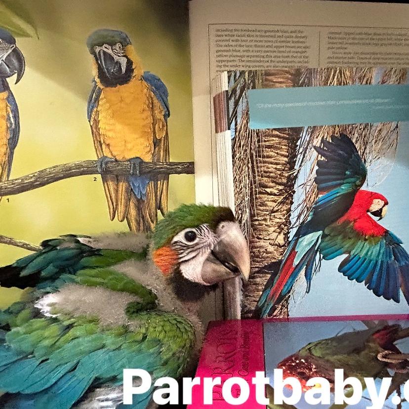 Hybrid Macaw
