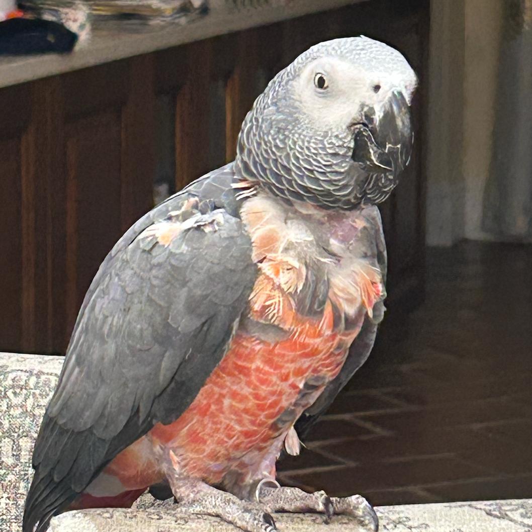 Congo African Grey Parrot
