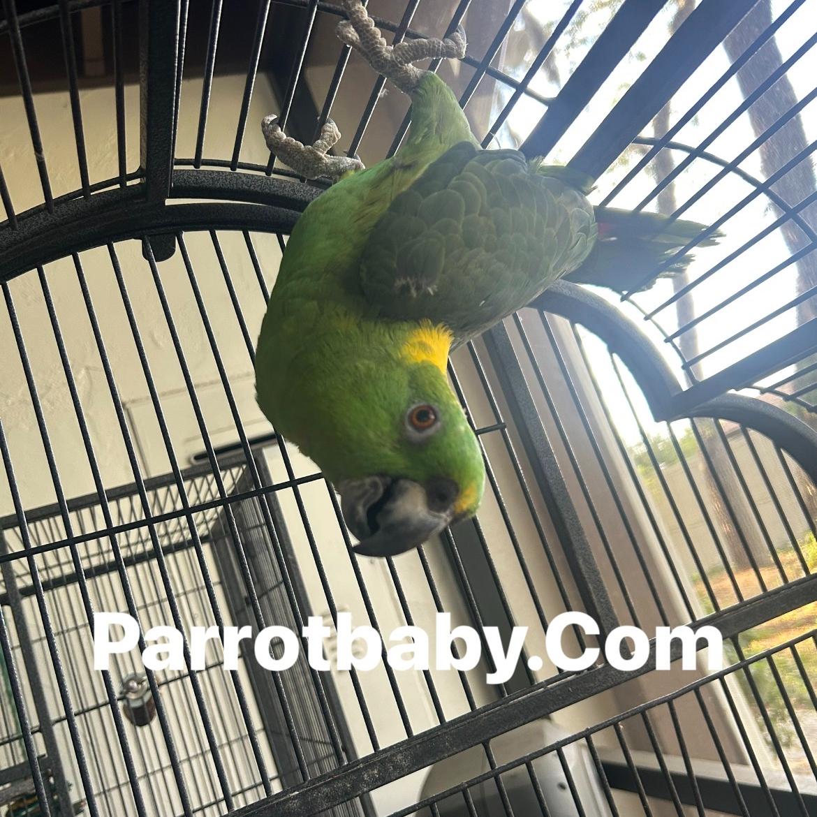 Yellow Naped Amazon