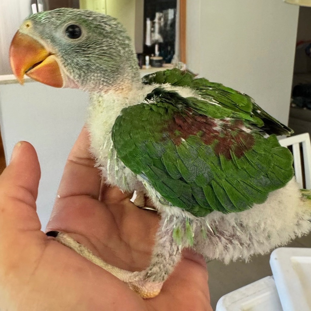 Alexandrine Parakeet