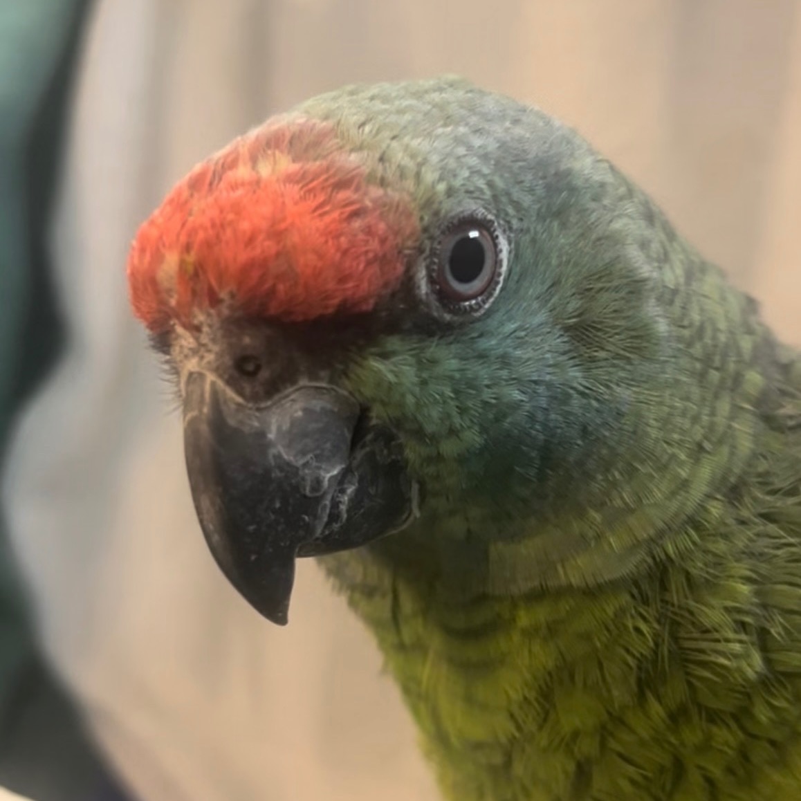 Bodini Amazon