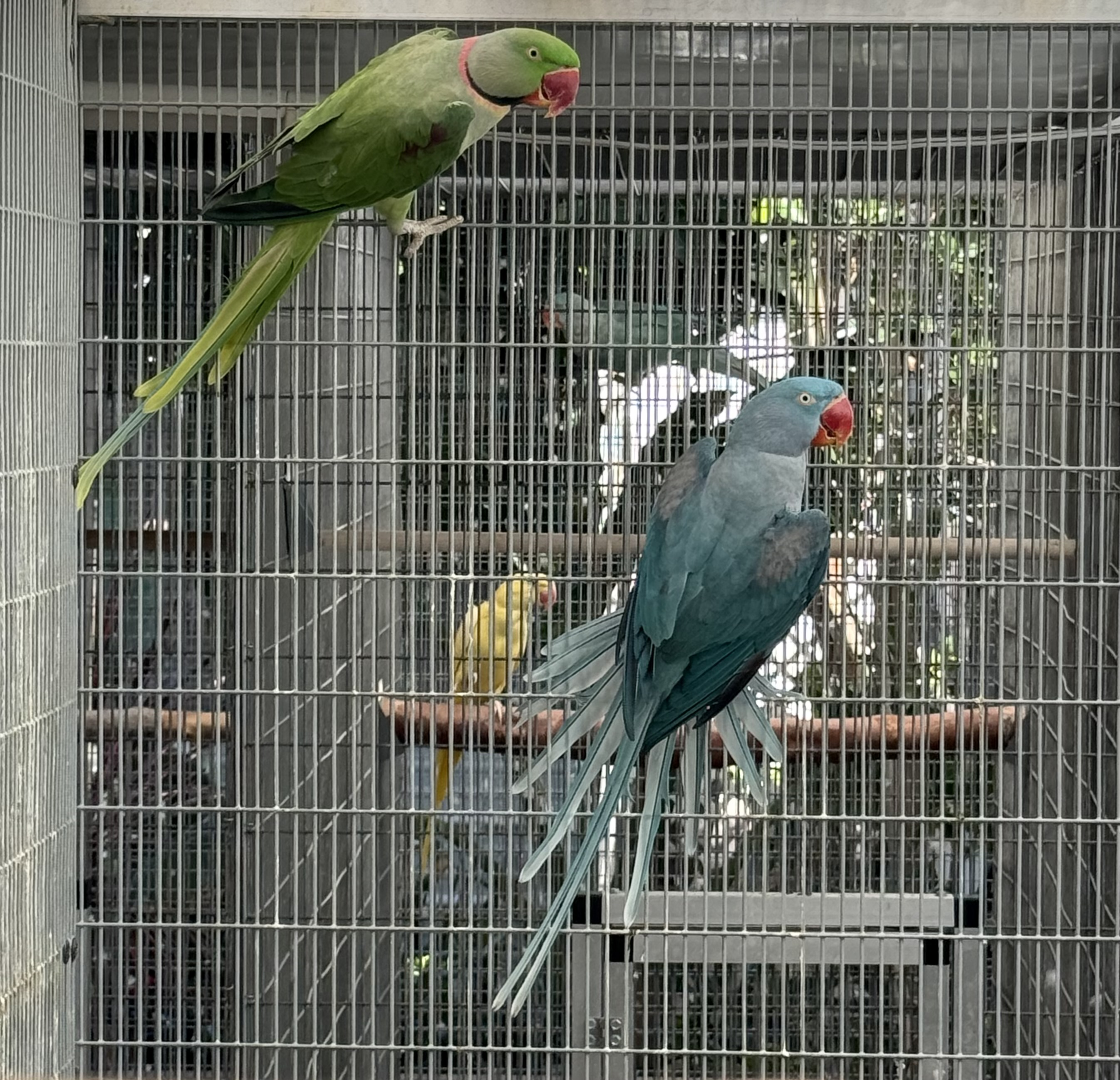 Westcoast Aviaries