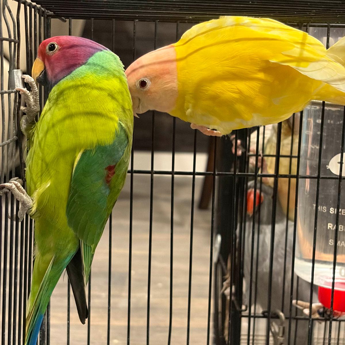 Plum Headed Parakeet