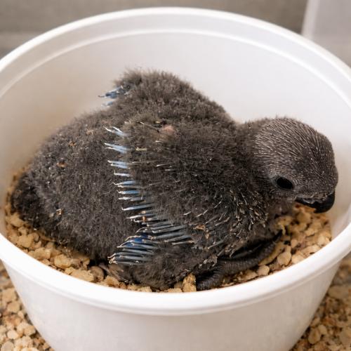 Solomon Island Eclectus