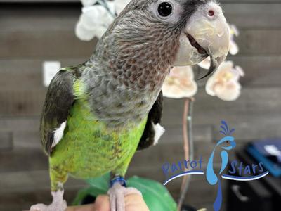 Cape Parrot