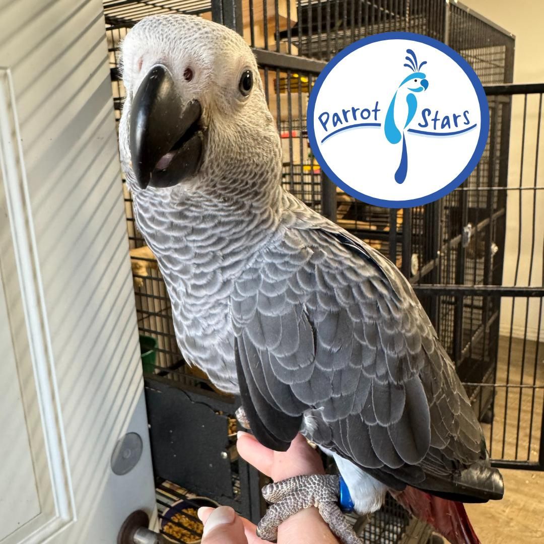 Congo African Grey Parrot