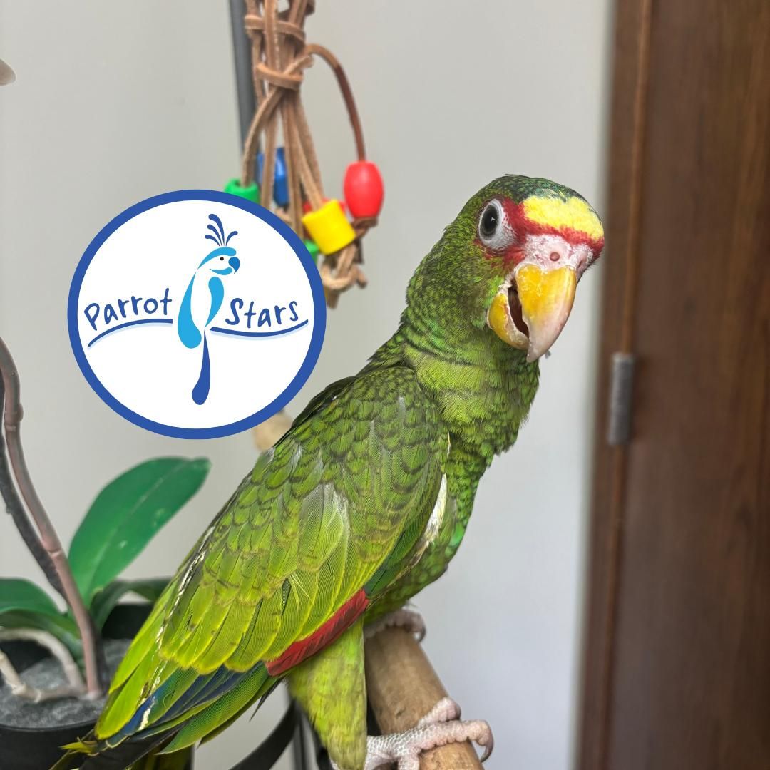 White Fronted Amazon