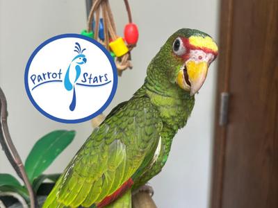 White Fronted Amazon