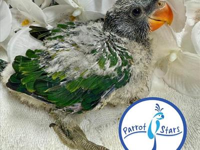 Derbyan Parakeet