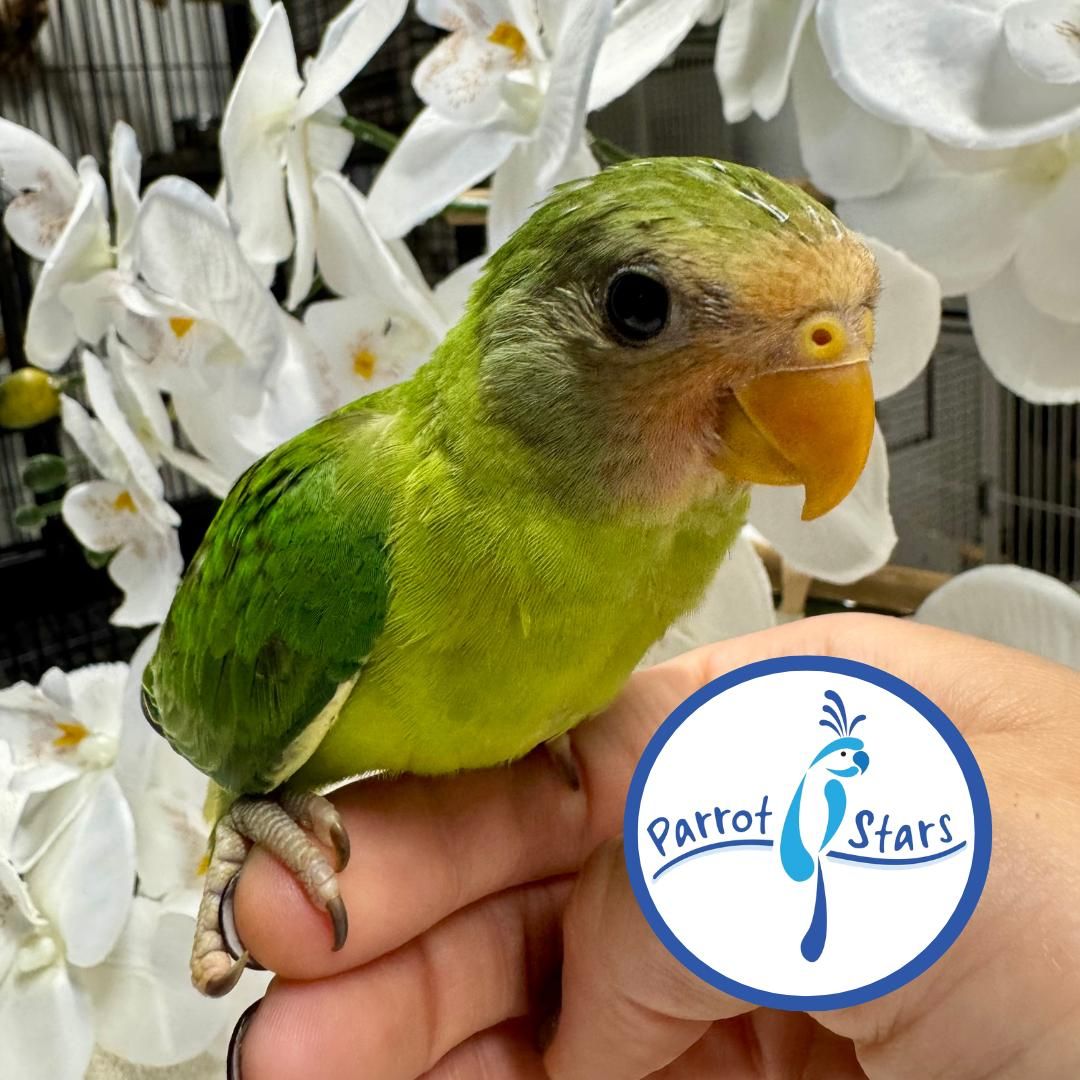 Plum Headed Parakeet