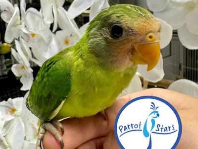 Plum Headed Parakeet