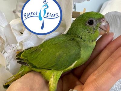 African Ringneck Parakeet
