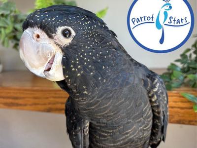 Red Tailed Black Cockatoo