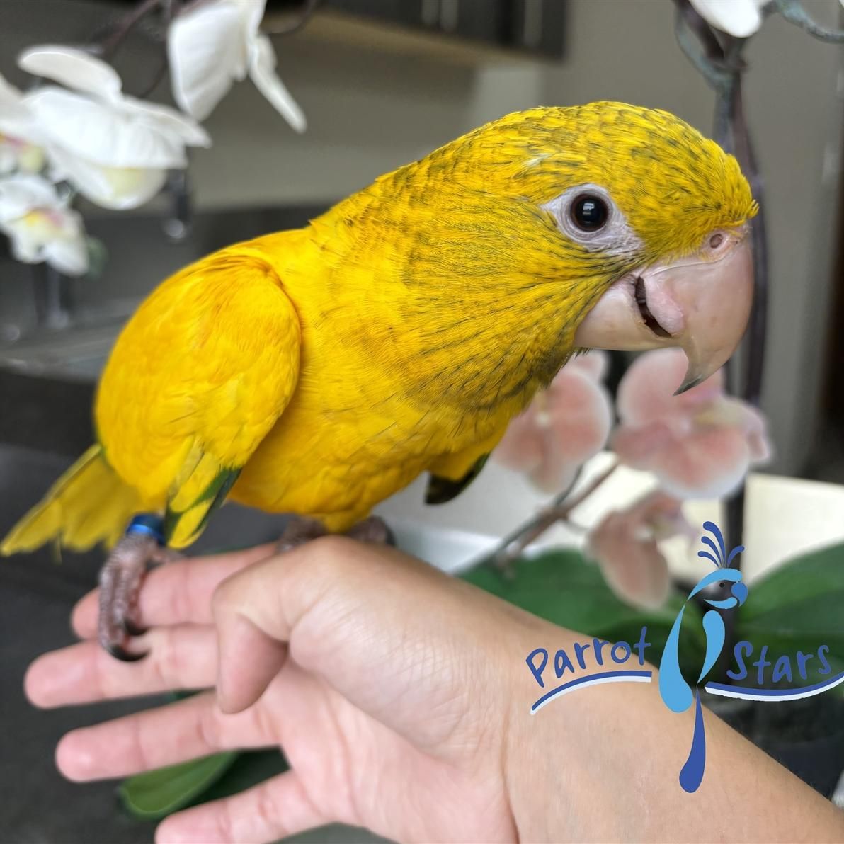 Golden Conure