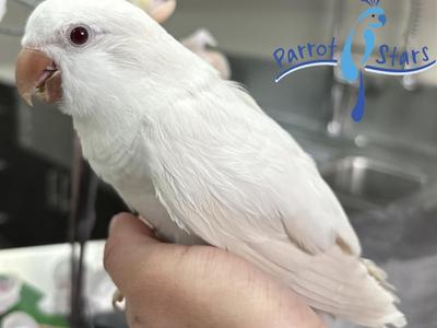 Quaker Parrot