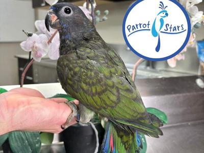 Blue Headed Pionus